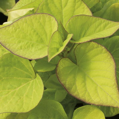 Süßkartoffel, helllaubig, Zierform, Topf-Ø 12 cm. 6 Pflanzen