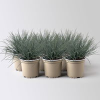 Blauschwingel 'Compact Blue', Topf-Ø 10,5 cm, 6 Pflanzen