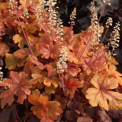 Bio Heucherella 'Buttered Rum®', karamellfarben, Topf-Ø 12 cm, 3 Pflanzen Bio Heucherella 'Buttered Rum®', karamellfarben, Topf-Ø 12 cm, 3 Pflanzen