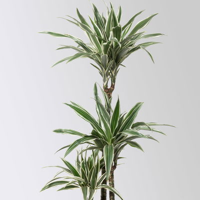 Duftender Drachenbaum 'White Stripe', Topf-Ø 21 cm, Höhe ca. 120 cm
