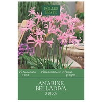 Kölles Beste Amarine 'belladiva', 3 Blumenknollen