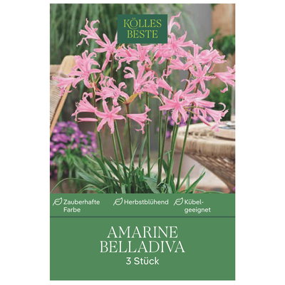 Kölles Beste Amarine 'belladiva', 3 Blumenknollen