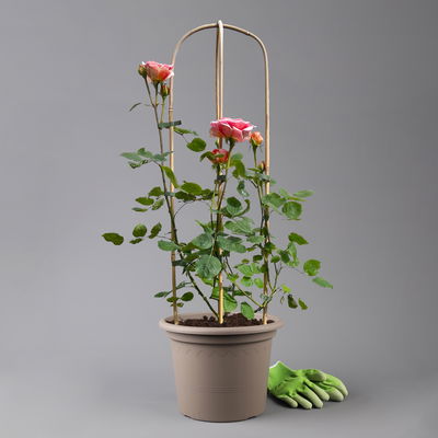 Duftende Edelrose 'Kölle's Duftsommer'®, Doppelbogen, Topf 7,5 Liter Duftende Edelrose 'Kölle's Duftsommer'®, Doppelbogen, Topf 7,5 Liter