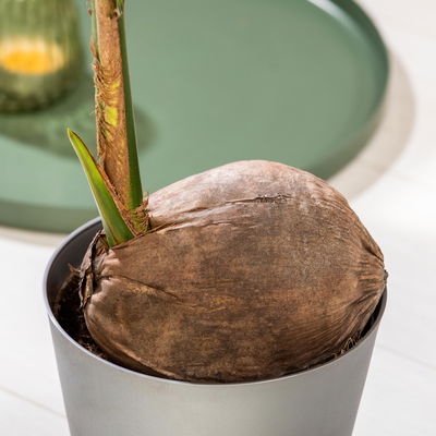 Kokospalme, Topf-Ø 19 cm, Höhe ca. 130 cm