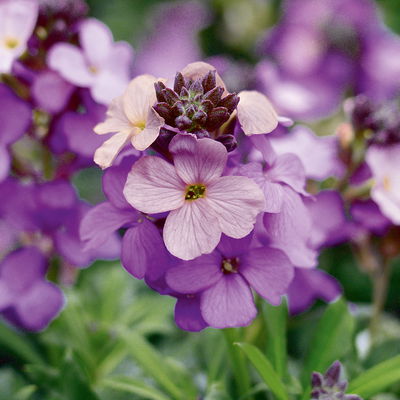 Bio Goldlack, Farben zufällig, Topf-Ø 12 cm, 3 Pflanzen Bio Goldlack, Farben zufällig, Topf-Ø 12 cm, 3 Pflanzen