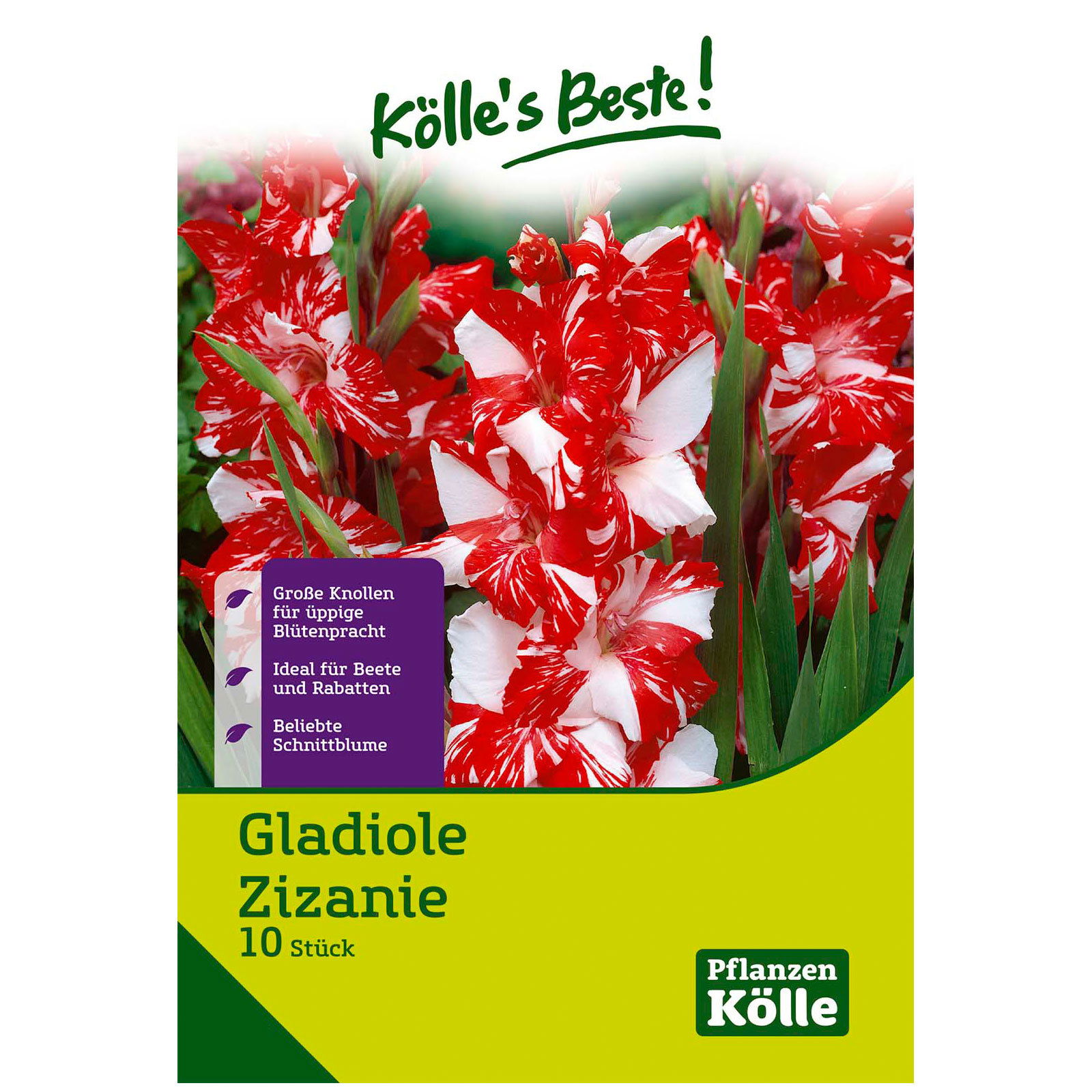 Gladiole 'Zizanie'®, weiß, 10 Blumenknollen