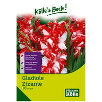 Gladiole 'Zizanie'®, weiß, 10 Blumenknollen