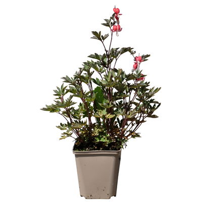 Bio Tränendes Herz 'Valentine' rot, Topf 11x11 cm, 3 Pflanzen