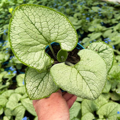 Bio Kaukasus-Vergissmeinnicht 'Silver Heart', blau, Topf-Ø 12 cm, 3 Pflanzen Bio Kaukasus-Vergissmeinnicht 'Silver Heart', blau, Topf-Ø 12 cm, 3 Pflanzen