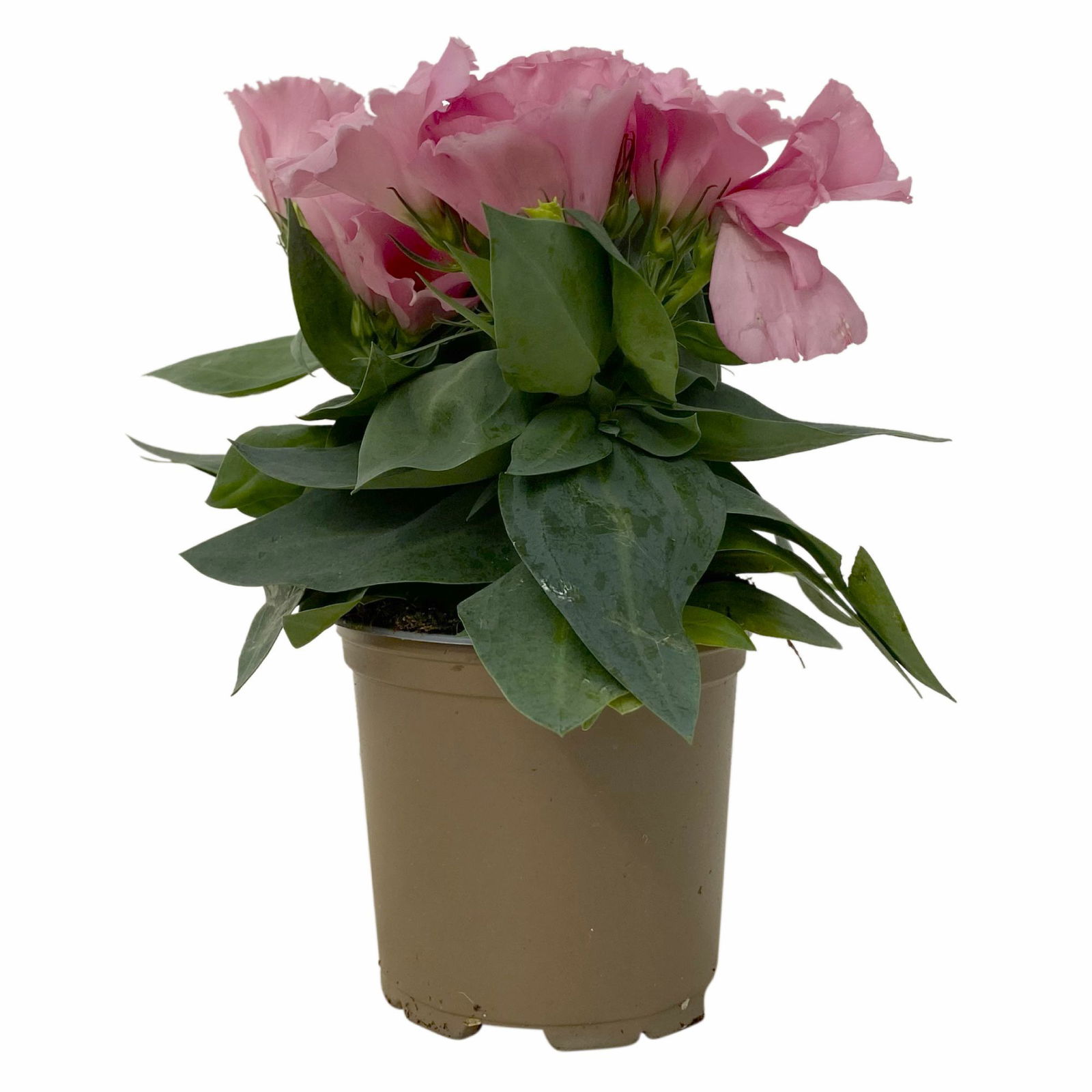 Lisianthus rosa, Topf-Ø 10,5 cm, 8 Pflanzen