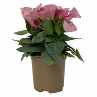 Lisianthus rosa, Topf-Ø 10,5 cm, 8 Pflanzen