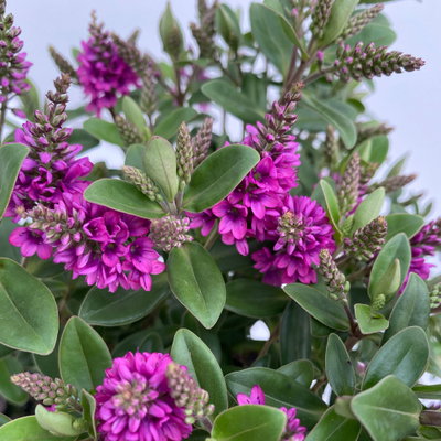 Hebe 'All Blooms®', lila, Topf-Ø 12 cm, 3 Pflanzen