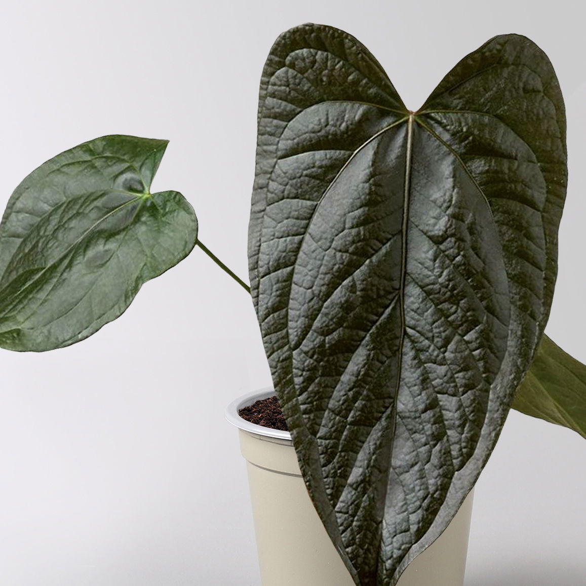 Grünpflanzen-Set Urban Jungle, dunkellaubig, Topf-Ø 12 cm, 4 Pflanzen