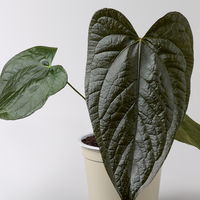 Grünpflanzen-Set Urban Jungle, dunkellaubig, Topf-Ø 12 cm, 4 Pflanzen