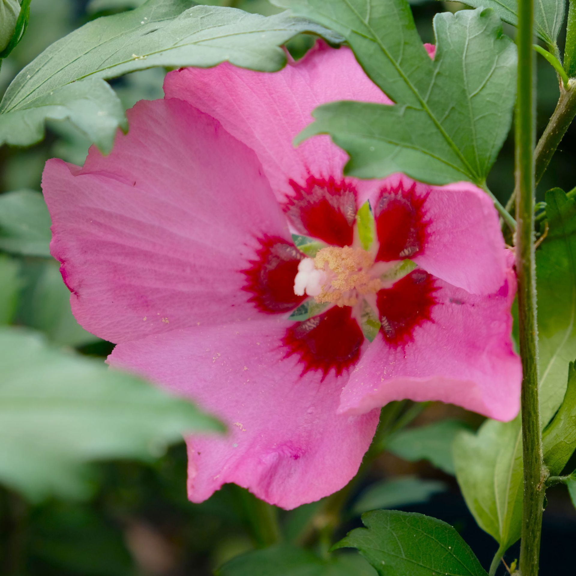 GartenHibiskus Hibiscus syriacus 'Woodbridge' kaufen│PflanzenKölle
