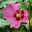 Garten-Hibiskus 'Woodbridge', purpurrosa bis purpurrot, 40-60 cm hoch, Topf 5 l