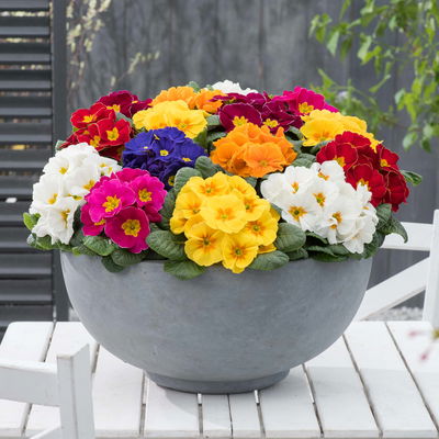 Primel bunt, Farben zufällig, Topf-Ø 10,5 cm, 8 Pflanzen Primel bunt, Farben zufällig, Topf-Ø 10,5 cm, 8 Pflanzen