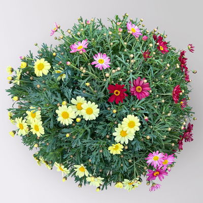 Margerite 'Trio', rosa-gelb-rot, Topf-Ø 25 cm Margerite 'Trio', rosa-gelb-rot, Topf-Ø 25 cm