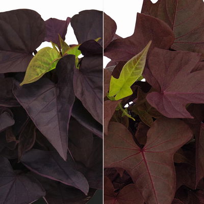 Süßkartoffel, dunkellaubig, Zierform, Topf-Ø 12 cm, 6 Pflanzen