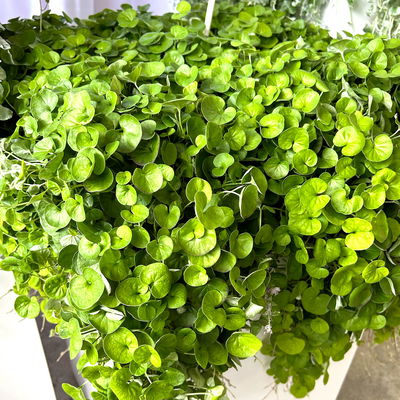 Silberregen 'Emerald Falls', grünlaubig, Topf-Ø 12 cm, 6 Pflanzen