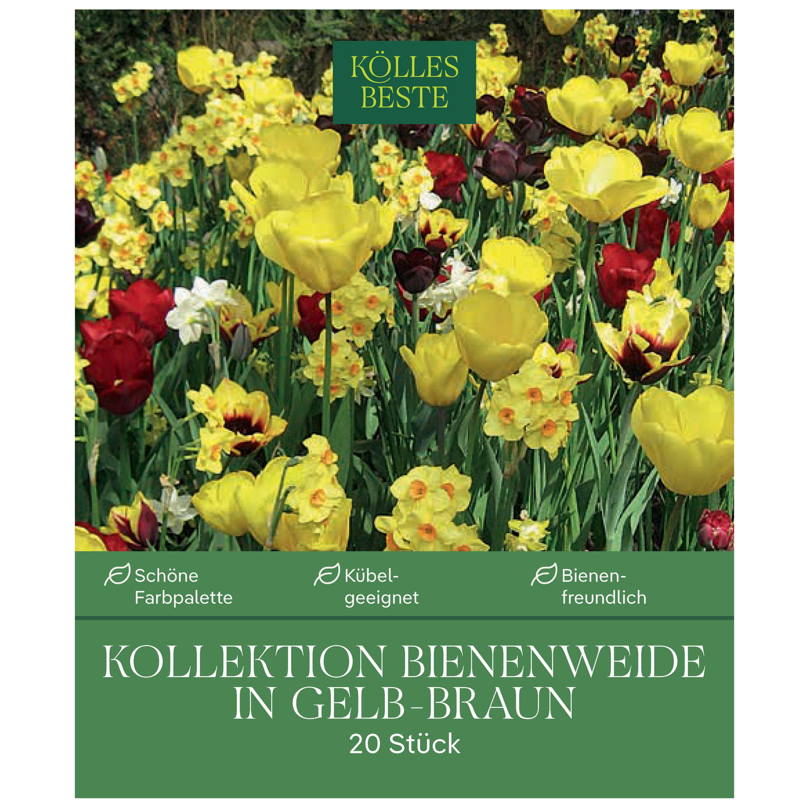 Bienenweide-Mischung Tulpe & Narzisse, gelb-kastanienbraun, 20 Blumenzwiebeln Bienenweide-Mischung Tulpe & Narzisse, gelb-kastanienbraun, 20 Blumenzwiebeln