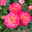 Beetrose 'Euphoria'®, gelb/rot, Topf 5 Liter