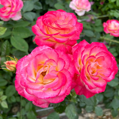 Beetrose 'Euphoria'®, gelb/rot, Topf 5 Liter Beetrose 'Euphoria'®, gelb/rot, Topf 5 Liter