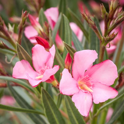 Oleander, Farbe zufällig, Stamm, Topf-Ø 18 cm, Höhe ca. 50