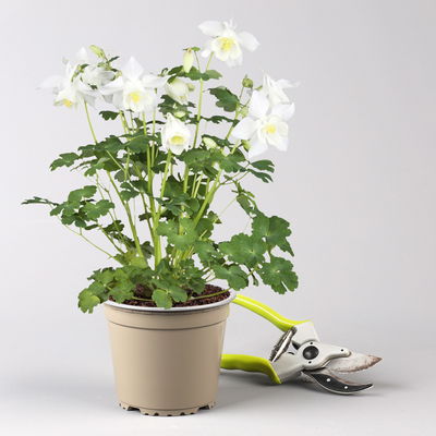 Langspornige Akelei 'Spring Magic®', Farbe zufällig, Topf-Ø 13 cm, 6er-Set Langspornige Akelei 'Spring Magic®', Farbe zufällig, Topf-Ø 13 cm, 6er-Set