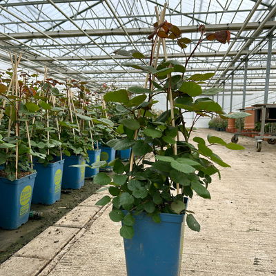 Duftende Edelrose 'Kölle's Rosensymphonie'®, pink, Topf 5 Liter,4 Pflanzen