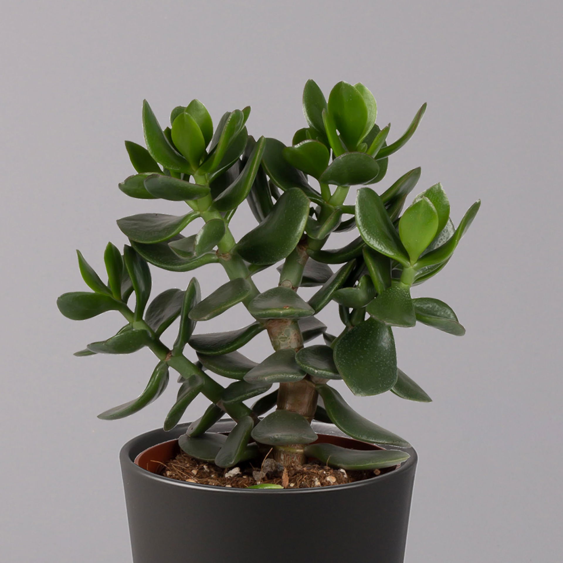 Geldbaum mit Keramiktopf anthrazit, in Sorten, TopfØ 12 cm, 2erSet kaufen
