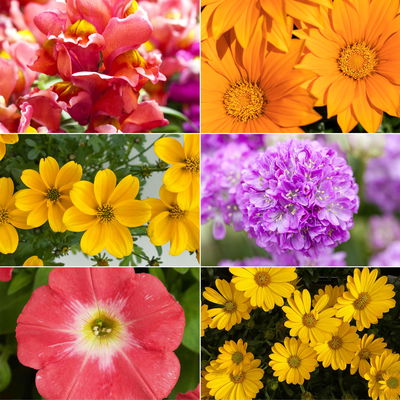 Pflanzenkreation Farbenrausch, groß, 6 Pflanzen inkl. Erde und Dünger