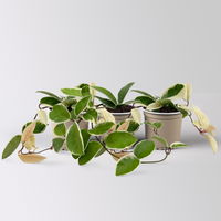 Bio Porzellanblume 'Krimson Queen', Topf-Ø 10,5 cm, 3 Pflanzen