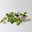 Bio Porzellanblume 'Krimson Queen', Topf-Ø 10,5 cm, 3 Pflanzen Bio Porzellanblume 'Krimson Queen', Topf-Ø 10,5 cm, 3 Pflanzen