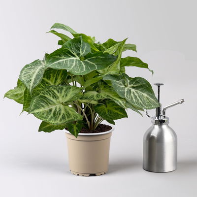 Syngonium 'Arrow', Topf-Ø 12cm, Höhe ca. 25 cm, 3 Stück Syngonium 'Arrow', Topf-Ø 12cm, Höhe ca. 25 cm, 3 Stück