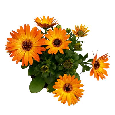 Kapkörbchen orange, Topf-Ø 12 cm, 6er-Set Kapkörbchen orange, Topf-Ø 12 cm, 6er-Set