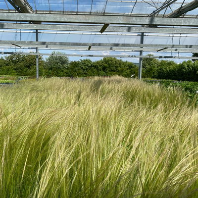 Bio Federgras, Topf-Ø 12 cm, 3 Pflanzen Bio Federgras, Topf-Ø 12 cm, 3 Pflanzen