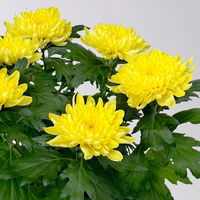 Chrysantheme 'Chrysanne® Zembla' gelb, großblumig, Topf-Ø 17cm, 2 Stück