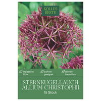 Sternkugellauch Allium Christophii , lila/purpur, 15 Blumenzwiebeln
