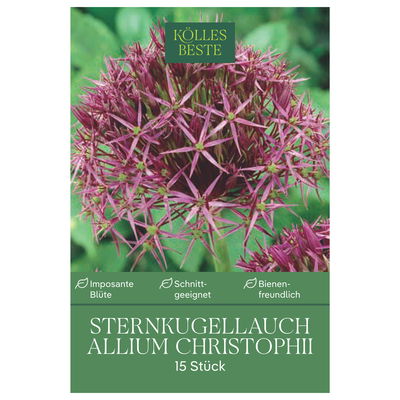 Sternkugellauch Allium Christophii , lila/purpur, 15 Blumenzwiebeln