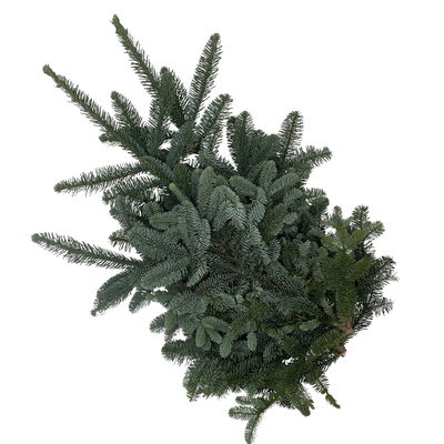 Nordmann- und Nobilis Tannenzweige im Handbund, ca. 2,5 kg, 2 Bund Nordmann- und Nobilis Tannenzweige im Handbund, ca. 2,5 kg, 2 Bund