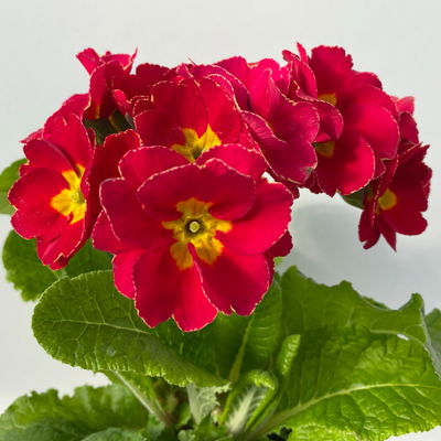 Pflanzenkreation Frühlingskick, 12 Pflanzen inkl. Erde