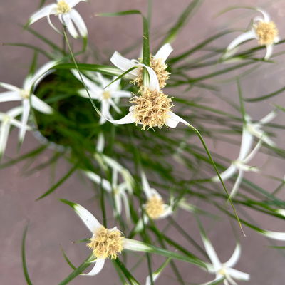 Rhynchospora colorata 'Sternentänzergras', Topf-Ø 17 cm, 2 Pflanzen