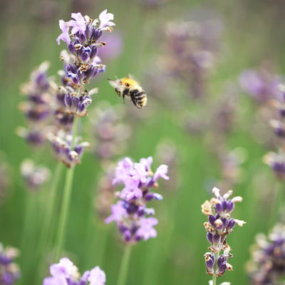 Lavendel 'Hidcote' blauviolett, Topf-Ø 19 cm, 2er-Set