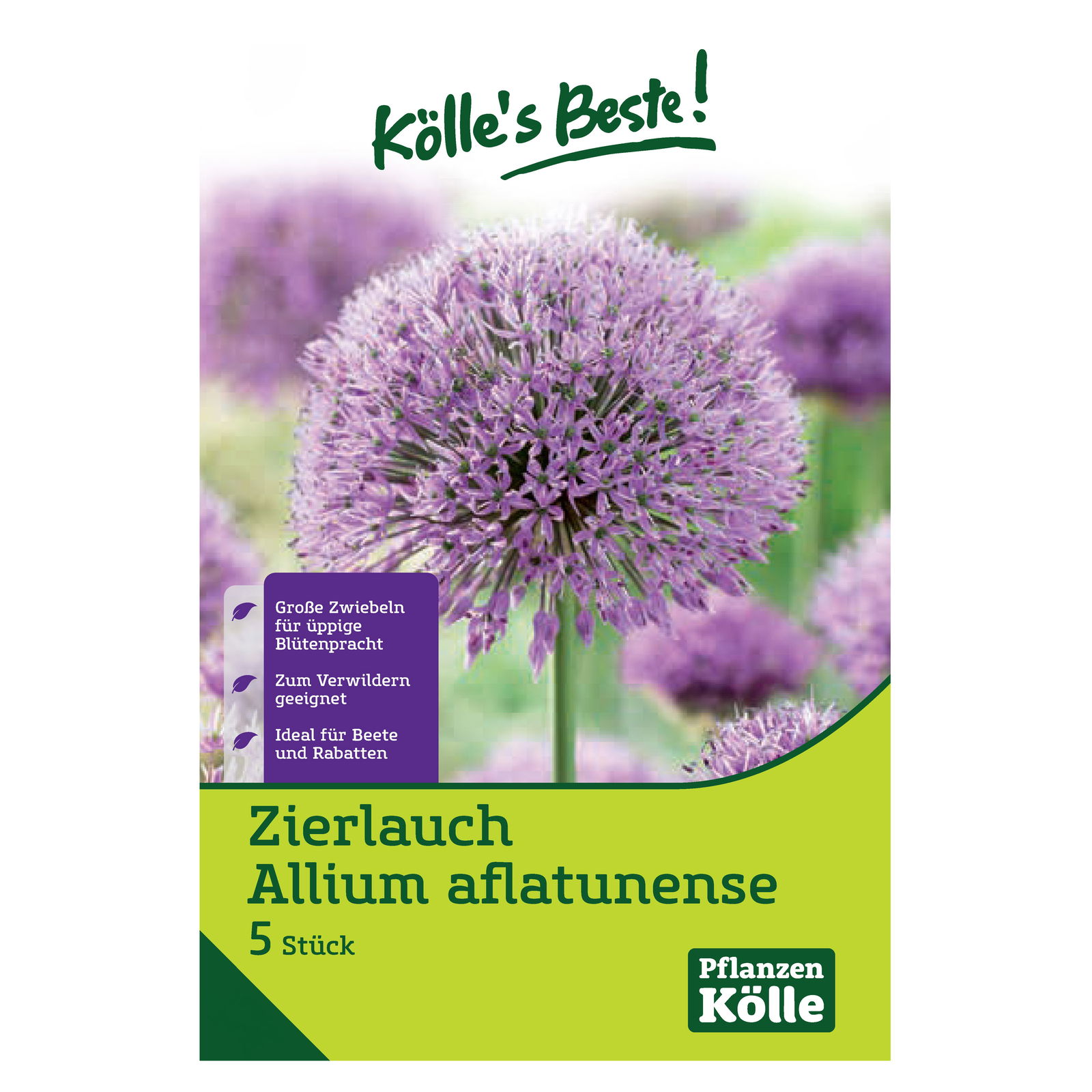 Allium Aflatunense (Iranlauch) purpur, 5 Blumenzwiebeln