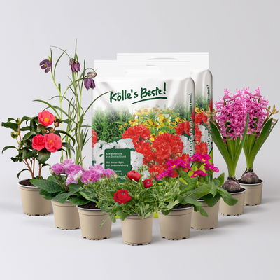 Pflanzenkreation Frühlingskuss, 9 Pflanzen inkl. Erde Pflanzenkreation Frühlingskuss, 9 Pflanzen inkl. Erde