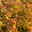 Goldorange Japanspiere 'Double Play®Big Bang', Spiraea japonica, Topf 5 Liter