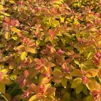 Goldorange Japanspiere 'Double Play®Big Bang', Spiraea japonica, Topf 5 Liter