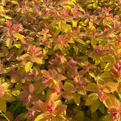 Goldorange Japanspiere 'Double Play®Big Bang', Spiraea japonica, Topf 5 Liter Goldorange Japanspiere 'Double Play®Big Bang', Spiraea japonica, Topf 5 Liter