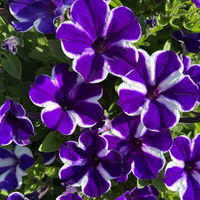 Petunie 'Blue Diamond', lila-weiß, hängend, Topf-Ø 13 cm, 6 Pflanzen